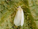 AVA-ASAJA alerta de la irrupcin de una nueva plaga de moscas blancas en el cultivo del caqui
