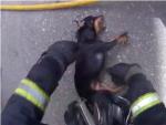 Bomberos de Córdoba salvan la vida a un perro inconsciente en un incendio