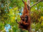 Borneo es la tercera isla más grande del mundo y un invernadero evolutivo