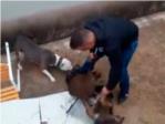 Brutal maltrato a un jabalí que es usado para entrenar a perros 'de agarre'
