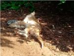 Cartas al director | Maltrato animal y matanza de gatos en un parque de Cullera