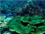 Cianobacterias asociadas con algas desde hace 90 millones de aos, claves en la produccin de nitrgeno ocenico