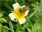 Cientficos de Londres etiquetan abejas para conocer sus movimientos en la ciudad