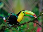 Costa Rica, el arca de la naturaleza