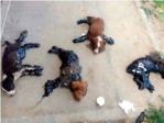 Cuatro perros fueron bañados en alquitrán y se quedaron pegados en el asfalto de una carretera, a pleno sol