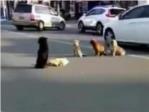 Cuatro perros se niegan a abandonar a su compaero atropellado