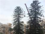 Cullera retira les pinyes gegants de les auraucries del Mercat