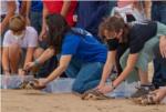 Cullera solta dotze tortugues  babaues i els experts estudiaran el seu comportament