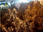 Desmantellat un laboratori de marihuana en una nau industrial a Sueca
