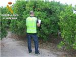 Detenido un hombre en Cullera por su implicacin en la sustraccin de ms de 20.000 kilos de naranja