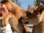 Dos leonas abrazan a la mujer que las cri desde cachorros