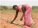 El 80% de las mujeres de la India rural se dedica al campo, pero sólo 1 de cada 8 hereda las tierras