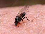 El Ayuntamiento de Riola intensifica los tratamientos contra la plaga de mosquitos y mosca negra