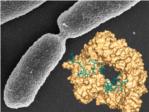 El CSIC desvela cmo se desencadena la resistencia a los antibiticos de una agresiva bacteria hospitalaria