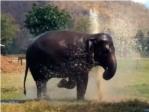 El elefante ms feliz del mundo con un aspersor al lado