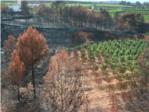 El fuego afecta a cientos de campos de cítricos y olivos en La Ribera Alta