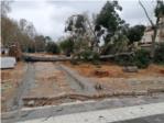 El PP d'Algemesí denuncia la caiguda d'un arbre que podria haver ocasionat una tragèdia personal