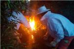 Els bombers neutralitzen un niu de 'vespes asiàtiques' a La Barraca d'Aigües Vives