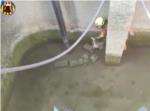 Els bombers rescaten un gosset que havia caigut en una bassa de reg a Sellent