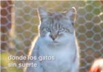 Els veïns de Manuel creen un refugi per a gats en 'El Jardinet de l'Estació'