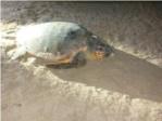 En horas eclosionarn los huevos puestos por la tortuga boba en la playa de Sueca