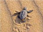 Esta tarde sueltan en la playa de Sueca las tortugas marinas nacidas la semana pasada