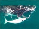 Cientficos filman un ballenato blanco muy raro