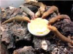 Geckos enlutados alrededor de un plato de comida
