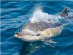 Hallan altos niveles de plastificantes en delfines