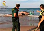 Hallan una ballena muerta de cerca de 6 toneladas en una playa del término municipal de Cullera