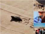 Han eclosionat la resta dels ous que va posar la tortuga marina a Sueca
