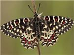 Hasta un 28% de las especies de mariposas de la Pennsula Ibrica podra estar sin descubrir