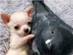Herman y Lundy, una enternecedora historia de amistad entre un cachorro de chihuahua y una paloma