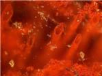 Investigadores encuentran fsiles de organismos vivos de las etapas primigenias del planeta