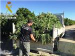 La Guardia Civil de Carcaixent desmantela un cultivo de 600 plantas de marihuana en Manuel
