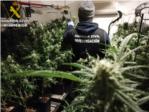 La Guardia Civil de Carcaixent se incauta de 360 plantas de marihuana en Rafelguaraf