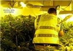 La Guardia Civil desmantela 3 puntos de cultivo y elaboracin de marihuana en Turs