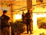 La Guardia Civil desmantela un cultivo de 340 plantas de marihuana en un domicilio de Llombay