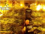 La Guardia Civil incauta 300  plantas de marihuana en un garaje de Carlet