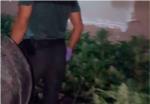 La Guardia Civil incauta cerca de 600  plantas de marihuana en una urbanización de Monserrat