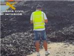 La Guardia Civil investiga a 23 personas por la sustraccin de 30.000 kg de algarrobas en la comarca de la Ribera Alta