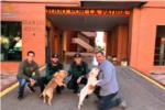 La Guardia Civil recupera dos perros que fueron robados a su dueo en Benifai