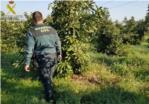 La Guàrdia Civil de Carcaixent intervé més de 700 quilograms d'alvocats furtats a Benifaió