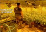 La Guàrdia Civil de Carlet ha intervingut més de 11.650 plantes de marihuana