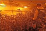 La Gurdia Civil desmantella a Chiva i Turs dos plantacions de marihuana