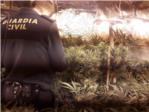 La Guàrdia Civil desmantella una plantació de marihuana i deté a dos hòmens a Albalat de la Ribera