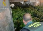 La Guàrdia Civil ha detingut a 5 persones implicades en el cultiu, elaboració i tràfic de drogues a Alberic i Sueca