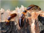La incidencia de las plagas de termitas ha aumentado un 5 % anual, según un estudio de Biottec
