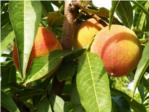 La mala climatologia dels darrers mesos provoca un descens del 27% en la collita de fruita destiu de la Ribera Alta