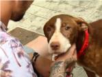 La perra callejera que acompa y salv a un anciano con alzhimer es adoptada por su familia
